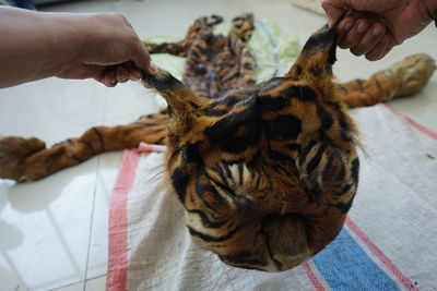 Midsection of person holding cat