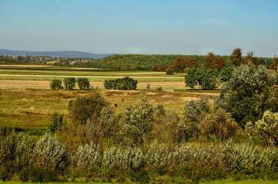 Scenic view of field against clear sky