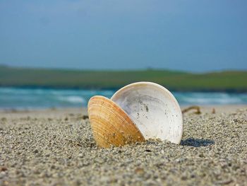 Close-up of shell in the sand on beach