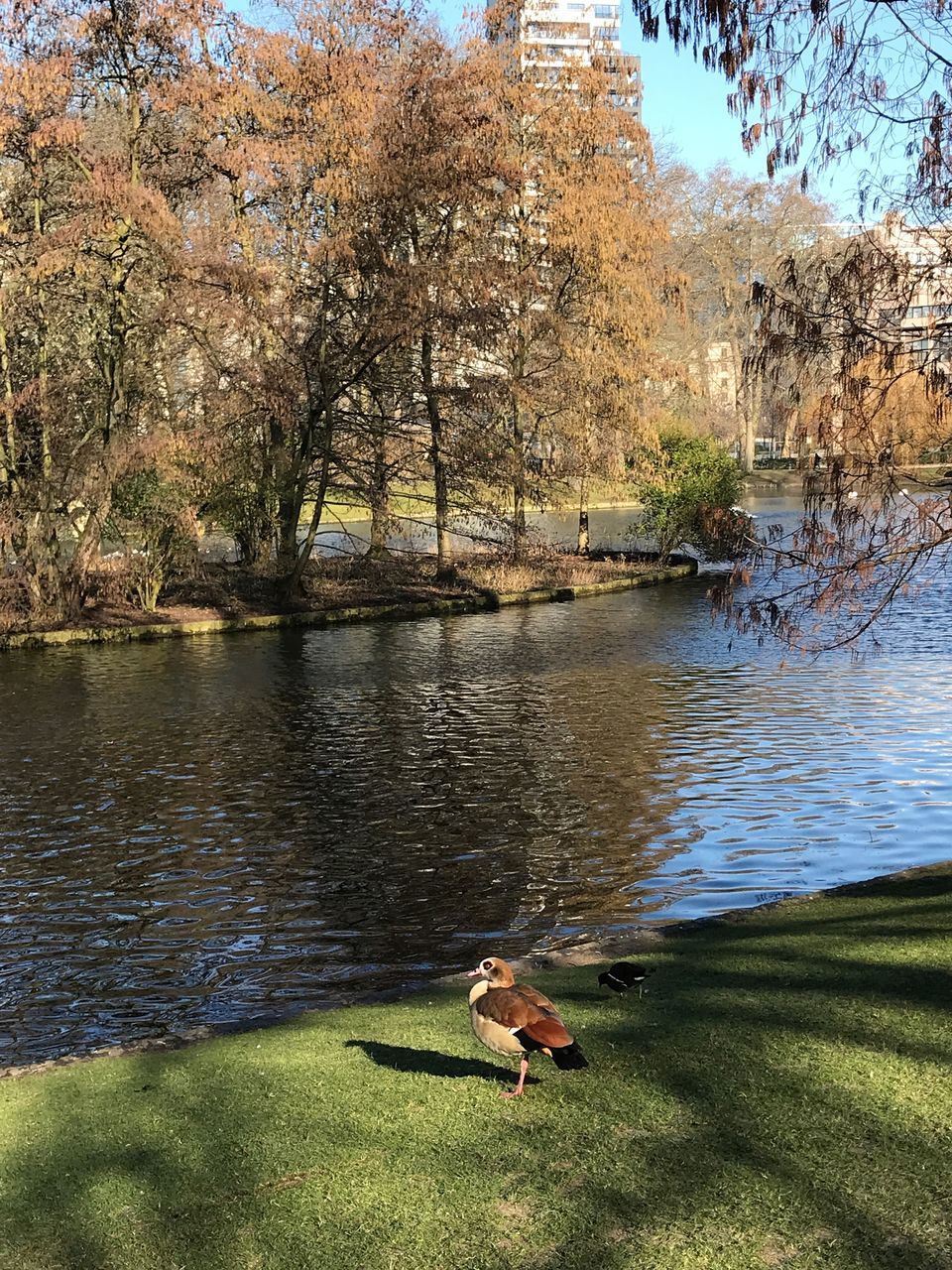 tree, water, animal themes, lake, one animal, nature, day, outdoors, animals in the wild, bird, reflection, no people, grass, waterfront, growth, architecture, beauty in nature, domestic animals, mammal, sky