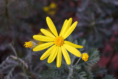 Close-up of yellow flowering plant