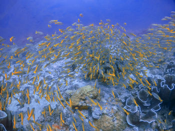 A large school of yellowtail snapper in el nido, palawan