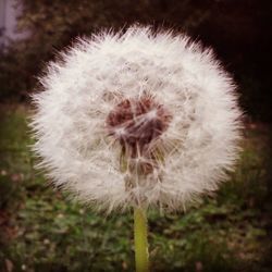 Close-up of dandelion flower