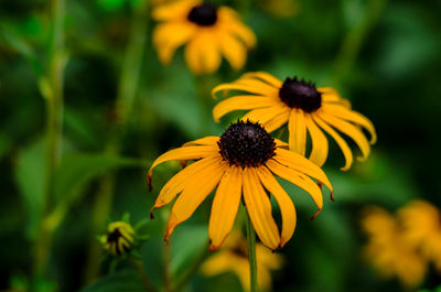 Close-up of yellow daisy flower