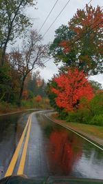 Road passing through forest