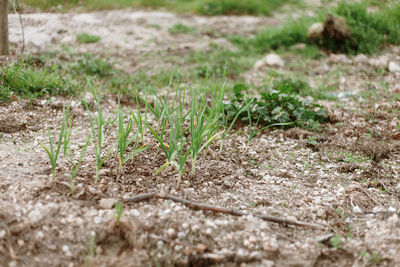 Close-up of small grass on field