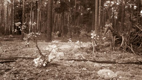 Trees growing in forest