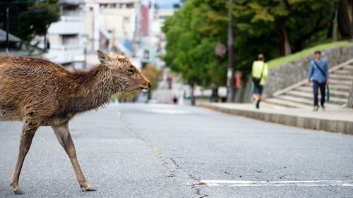 A deer is crossing the street freely at nara, some visible people out of focus nearby, japan.