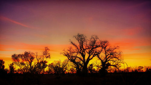 Silhouette trees against dramatic sky during sunset