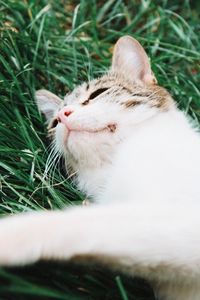 Close-up of a cat