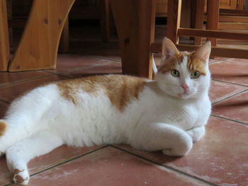 Portrait of cat relaxing on floor at home
