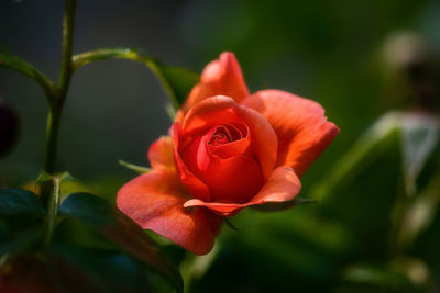 Close-up of red rose