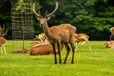Deer in a field