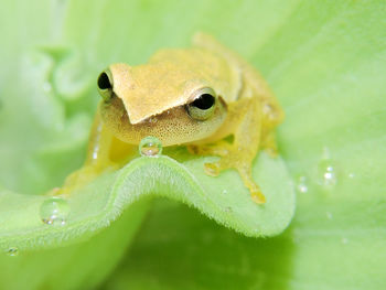 Close-up of frog on plant