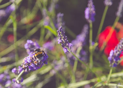 Close-up of insect on purple flower