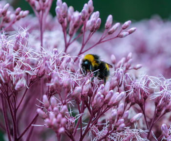 Close-up of bee pollinating on full frame pink flower