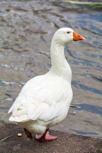 Close-up of bird