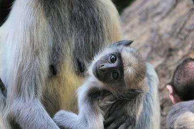  close-up of monkey family