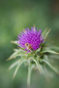 Close-up of purple flower