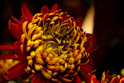 Close-up of red flowering plant