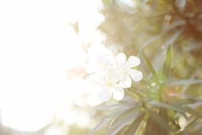 Close-up of flowers against blurred background