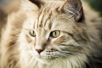 Close-up portrait of a cat