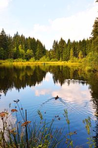Scenic view of lake in forest against sky
