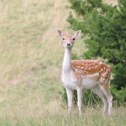 Portrait of deer standing on field