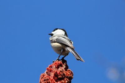 Low angle view of bird perched on blue sky