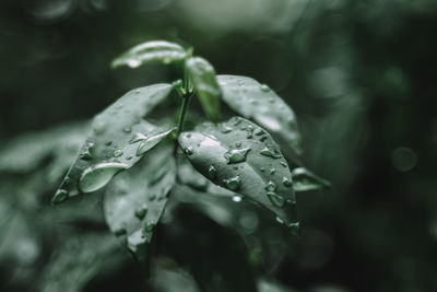 Close-up of wet plant leaves during rainy season