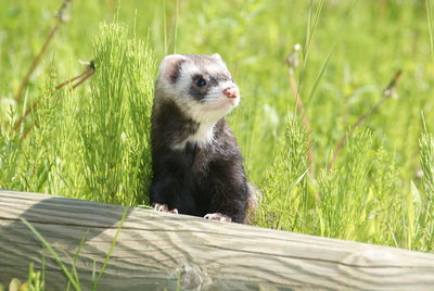 Ferret on wood at field