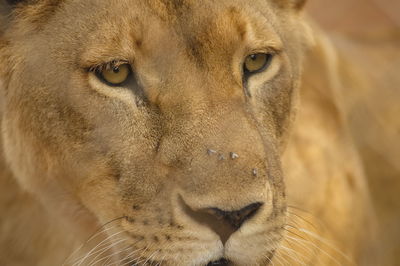 Close-up portrait of lion