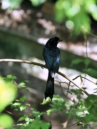Close-up of bird perching on branch