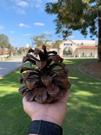 Close-up of pine cone