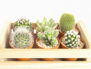 Close-up of potted plants on wooden table
