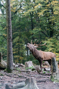 Deer standing in a forest