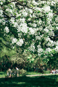 White flowering plant