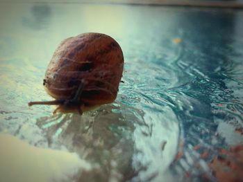 Close-up of turtle in water