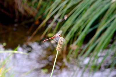 Close-up of insect on leaf