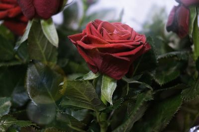 Close-up of rose blooming outdoors