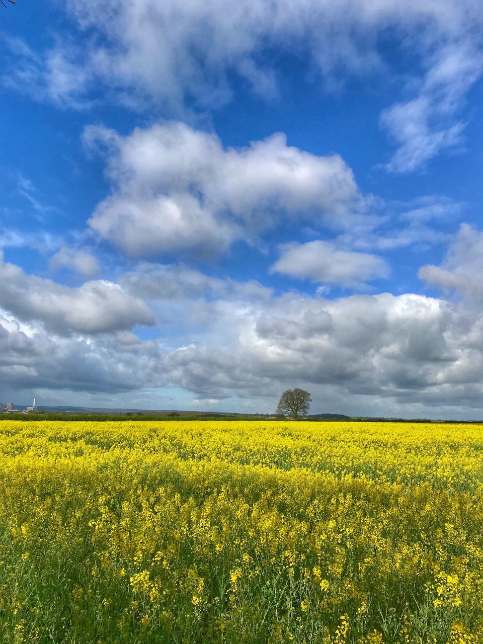 yellow, beauty in nature, landscape, field, sky, cloud - sky, agriculture, land, flower, tranquil scene, environment, rural scene, plant, oilseed rape, growth, flowering plant, tranquility, crop, scenics - nature, nature, farm, no people, outdoors, springtime, flowerbed