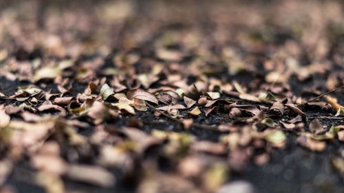 Close-up of autumn leaves