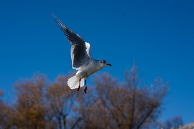 Low angle view of seagull flying