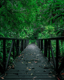 View of trees in park