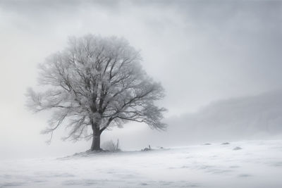 Bare tree on snow covered field against sky