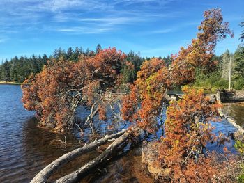 Plants by lake against sky during autumn