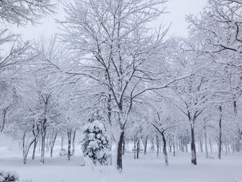 Scenic view of snow covered landscape