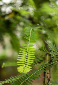 Close-up of fern leaves on field