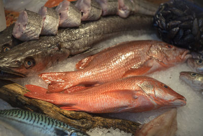 Close-up of dead fish on ice