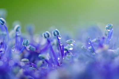 Macro shot of wet purple flowering plants